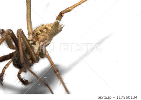 Close Up of a Large Scary House Spider with Hairy Legs and Fangs 117960134