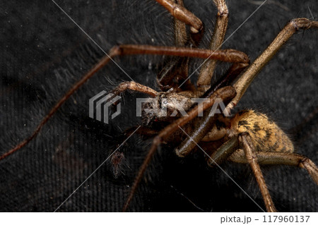 Close Up of a Large Scary House Spider with Hairy Legs and Fangs 117960137