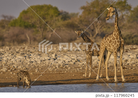 Giraffe and Spotted Hyaena Giraffe and Spotted Hyaena 117960245
