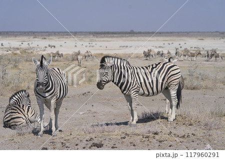 Zebra in Etosha National Park Zebra in Etosha National Park 117960291