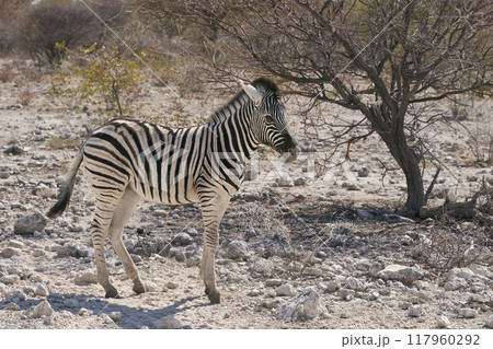 Zebra in Etosha National Park Zebra in Etosha National Park 117960292