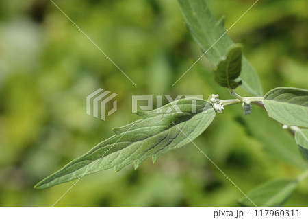Bluebeard leaves Bluebeard leaves 117960311