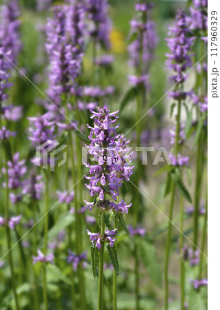 Common hedgenettle Common hedgenettle 117960329