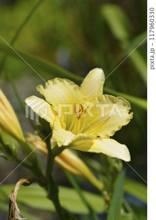 Daylily EveryDaylily Cream Daylily EveryDaylily Cream 117960330