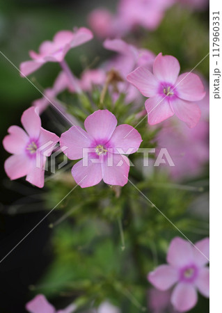 Perennial phlox Perennial phlox 117960331