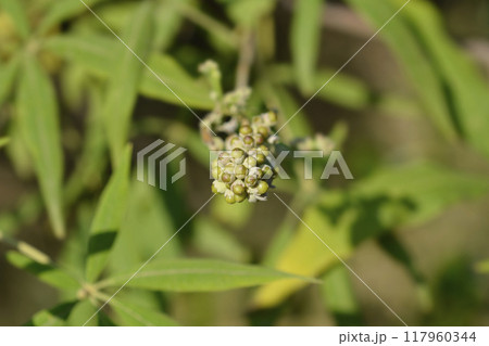 Lilac chaste tree 117960344