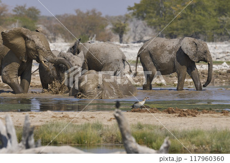 Herd of african elephant at a waterhole 117960360