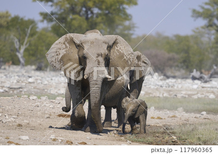 Herd of african elephant at a waterhole 117960365