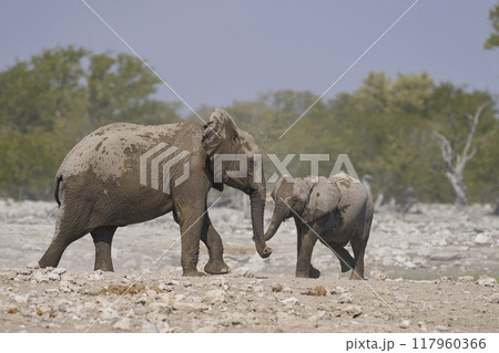 Herd of african elephant at a waterhole Herd of african elephant at a waterhole 117960366