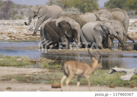 Herd of african elephant at a waterhole 117960367