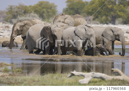 Herd of african elephant at a waterhole 117960368