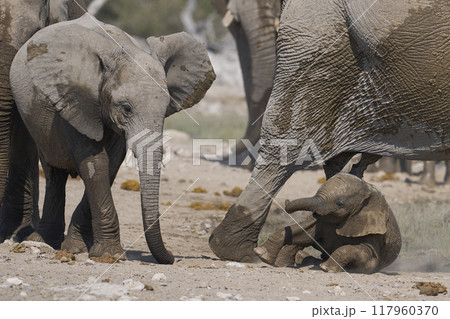 Herd of african elephant at a waterhole 117960370