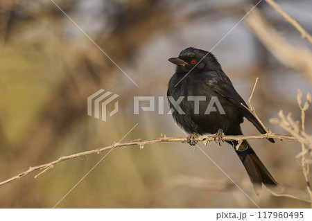 Fork Tailed Drongo Fork Tailed Drongo 117960495