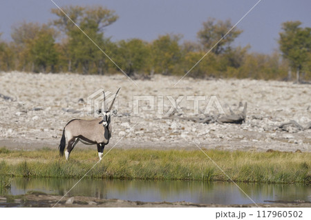 Gemsbok at a waterhole Gemsbok at a waterhole 117960502