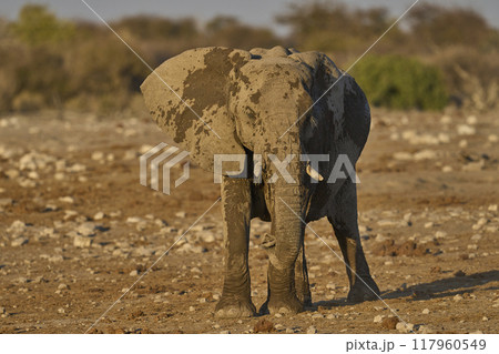 African elephant at a waterhole 117960549