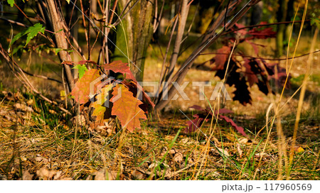 Red autumn oak leaf on a calm peace warm sunny day 117960569