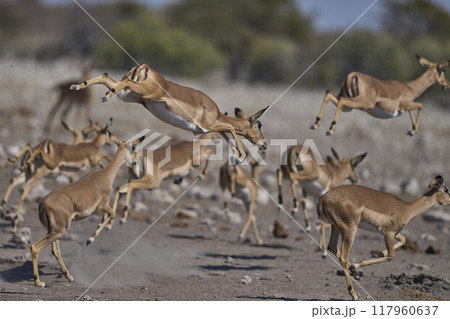 Black-faced Impala leaping Black-faced Impala leaping 117960637