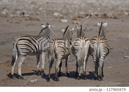 Zebra in Etosha National Park 117960879