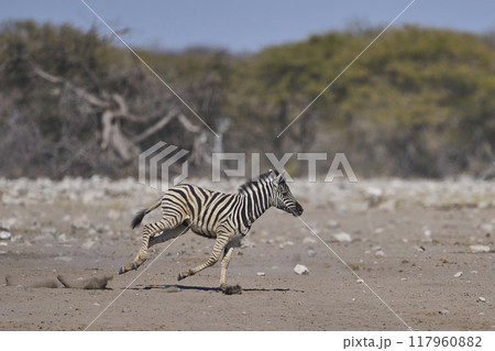 Zebra in Etosha National Park 117960882