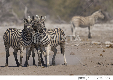 Zebra in Etosha National Park 117960885