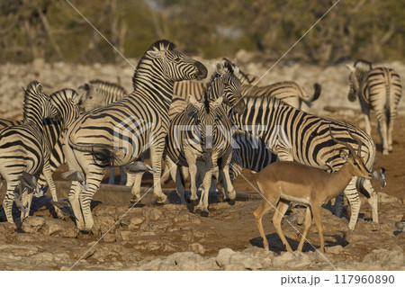 Zebra in Etosha National Park Zebra in Etosha National Park 117960890