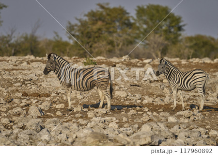 Zebra in Etosha National Park 117960892
