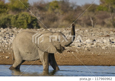 Bull African elephant at a waterhole 117960962