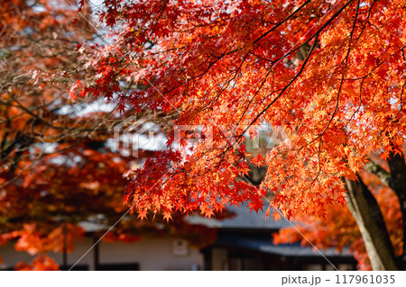 楓 カエデ メープル 117961035