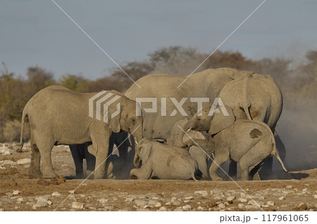 Dust bath Dust bath 117961065
