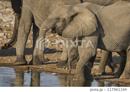 Elephants drinking Elephants drinking 117961194
