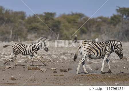 Zebra in Etosha National Park Zebra in Etosha National Park 117961234