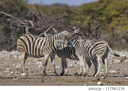 Zebra in Etosha National Park Zebra in Etosha National Park 117961236