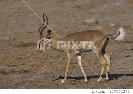 Male Black-faced Impala 117961273