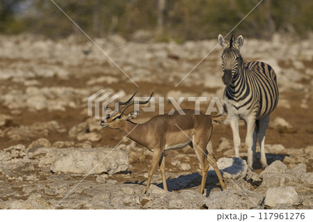 Male Black-faced Impala 117961276