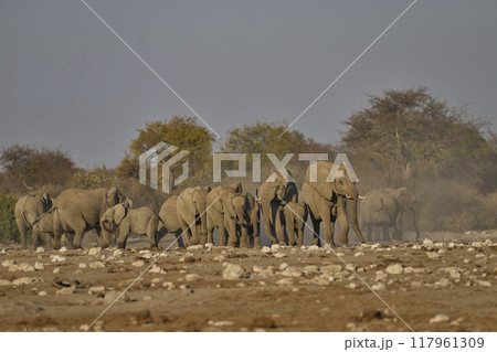 Herd of African elephant arriving at a waterhole Herd of African elephant arriving at a waterhole 117961309