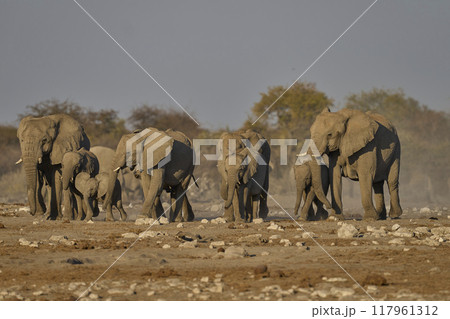 Herd of African elephant arriving at a waterhole Herd of African elephant arriving at a waterhole 117961312