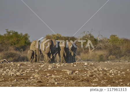 Herd of African elephant arriving at a waterhole 117961313