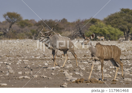 Greater Kudu Greater Kudu 117961468