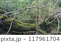 苔の森の朽ちた倒木 117961704