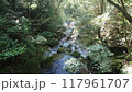 森の中を流れる小川の先 117961707