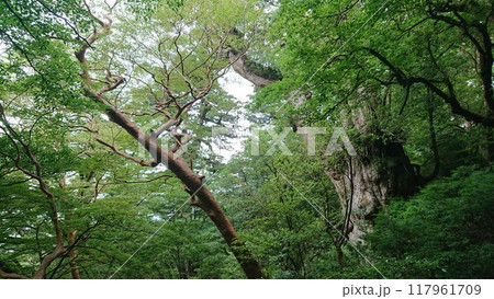 森に佇む千年杉 森に佇む千年杉 117961709