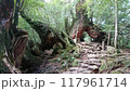 古木のトンネルへ続く道 117961714