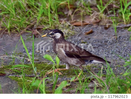 公園には食べ物をもらいに鳥もやって来る。 117962023