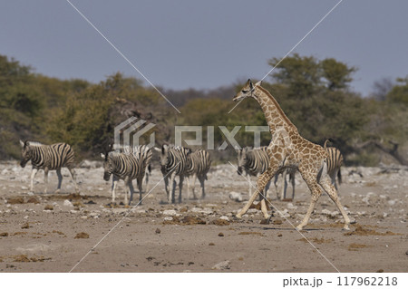 Busy waterhole 117962218