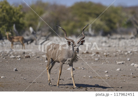 Greater Kudu  117962451