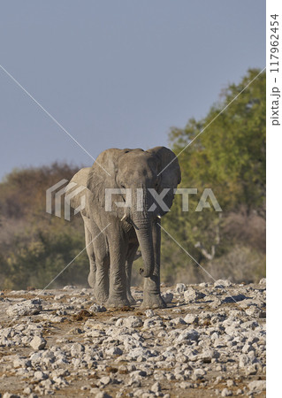 Bull african elephant approaching a waterhole 117962454