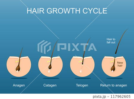 Hair growth cycle. Follicle anatomy 117962605