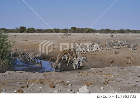Busy waterhole in Etosha National Park Busy waterhole in Etosha National Park 117962732