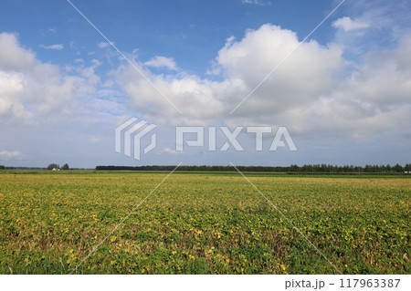 初夏、夏、初秋、北海道、十勝平野、帯広付近、士幌、士幌の畑、広い畑、地平線、気分爽快、旅女子 初夏、夏、初秋、北海道、十勝平野、帯広付近、士幌、士幌の畑、広い畑、地平線、気分爽快、旅女子 117963387