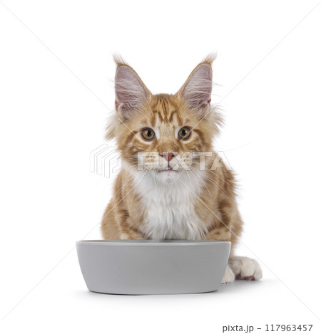Maine Coon cat youngster on white background Maine Coon cat youngster on white background 117963457